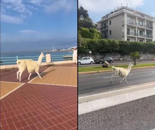  Lama in fuga dal circo per le vie di Genova: lo trovano sul lungomare