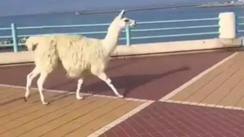 Show animalista in difesa degli orsi. A Genova liberano un lama dal circo