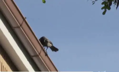 Immagine dal servizio di Mattino Cinque News