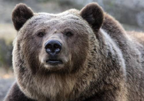 Per l'orsa Jj4 proposto il trasferimento in Romania. "L'agguato fu violento"