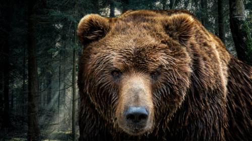 Orso uccide un cane, il Canada l’abbatte. A noi non basta un uomo morto