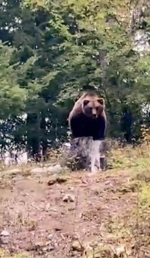 Il giallo dell'orso M62 trovato morto nei boschi: animalisti contro Fugatti e l'ombra dei bracconieri