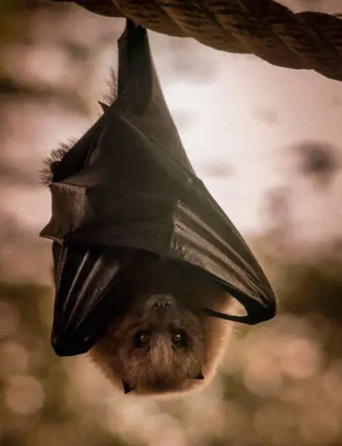 Australia e grande caldo, se i pipistrelli fanno la doccia