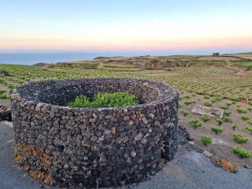 Vigneti eroici, Zibibbo e tradizioni: la sfida tenace di Pantelleria