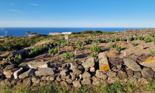 Mare, vigneti e tradizioni: il tesoro di Pantelleria