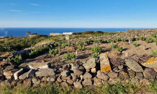 Mare, vigneti e tradizioni: il tesoro di Pantelleria