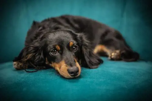 Condominio, quali animali si possono tenere in casa: cosa dice la Legge