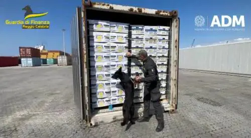 3 tonnellate di cocaina purissima tra le banane: maxi sequestro a Gioia Tauro