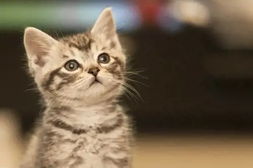 Animali domestici e condomini: controversie e soluzioni