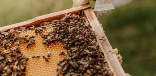 Al mondo siamo tutti nati per contare. Compresi api, pesci, uccelli e leonesse