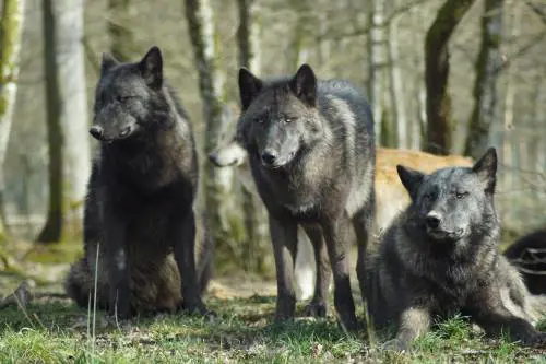 Due lupi nel mirino di Fugatti. Ma gli animalisti insorgono