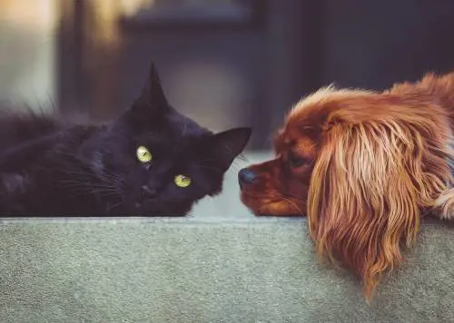 Dog e cat sitter, uno dei lavori più ricercati. Ecco tutte le informazioni 