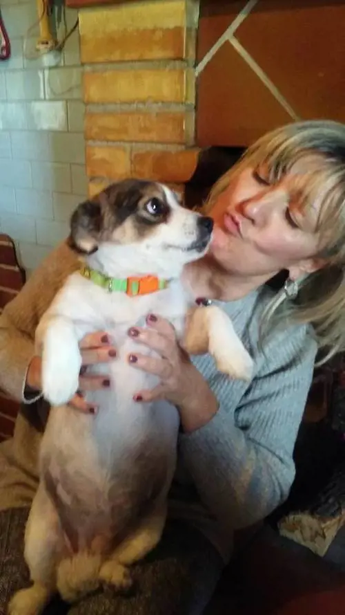 Lupo aggredisce una donna e il suo cane in pieno centro: paura in Abruzzo