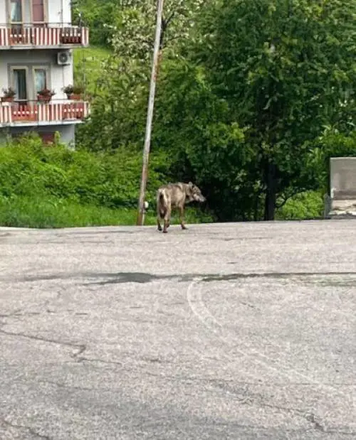 Lupo aggredisce donna e cane in città