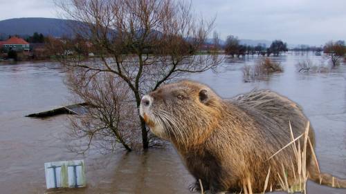 “Dovevamo salvare le nutrie”. La folle verità dietro l’alluvione