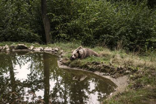 Perché gli orsi sono diventati un problema politico