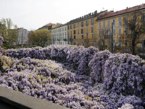 Ora anche i partigiani difendono il Glicine