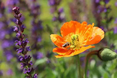 Biodiversità, che cos’è e perché è importante