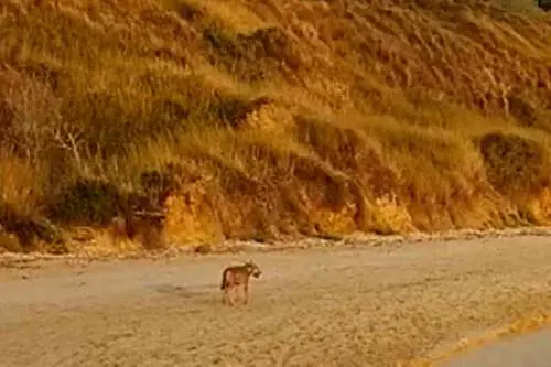 Lupo in spiaggia, ragazzi aggrediti. Ora il sindaco lancia l'allarme