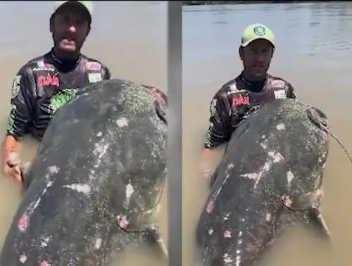 Ecco il "mostro" del Po, un pesce siluro di quasi 3 metri: è record mondiale