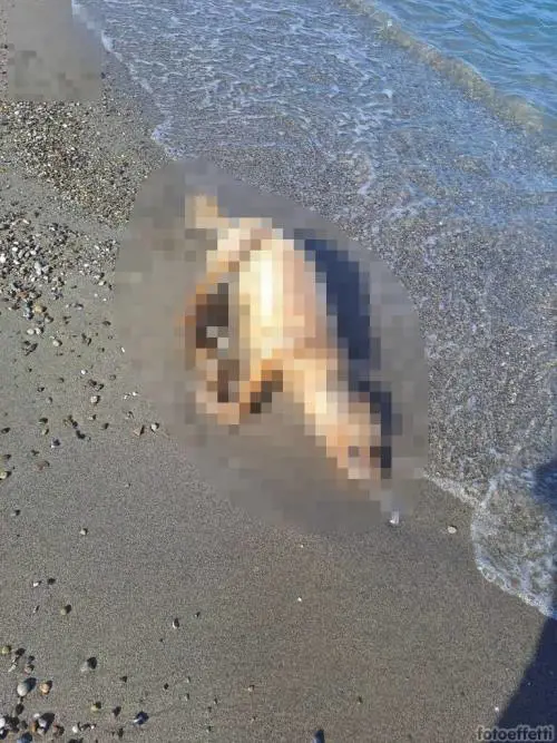 Legato a una boa e lasciato annegare: l'orrore su un cane a Policoro