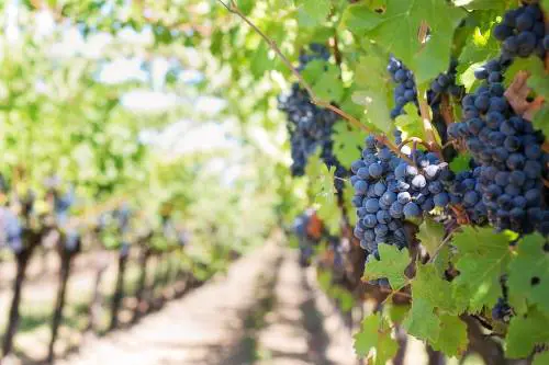 La politica agricola italiana guarda sempre più all’innovazione 