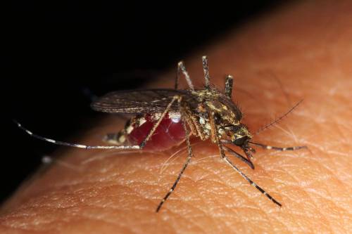 Rimedi contro le zanzare: sfatiamo 5 falsi miti