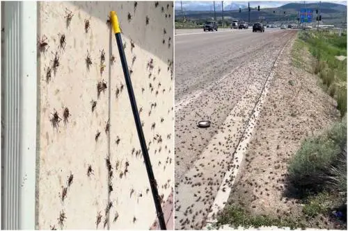 L’assalto dei grilli "mormoni" in Nevada: cosa sta succedendo