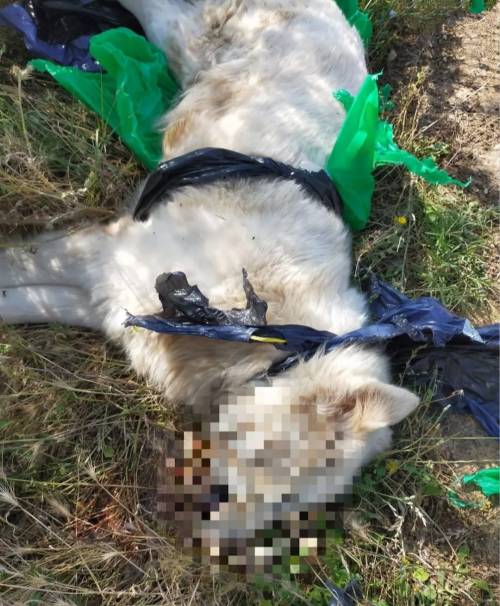 L'orrore su un cucciolo di pastore maremmano: picchiato e soffocato con una busta