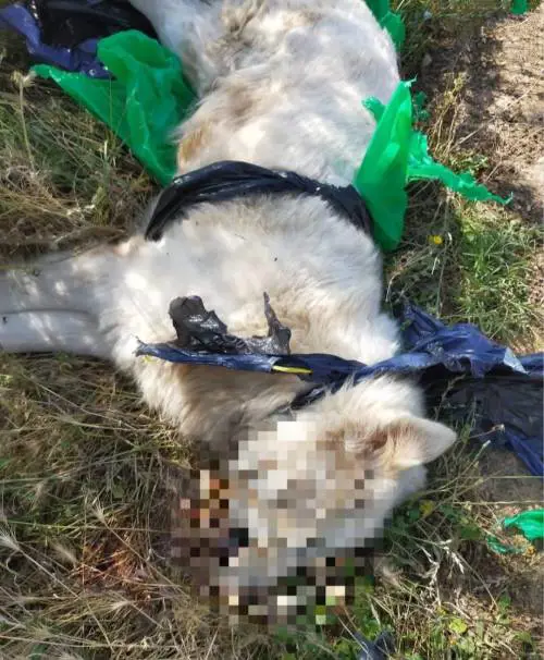 L'orrore su un cucciolo di pastore maremmano: picchiato e soffocato con una busta