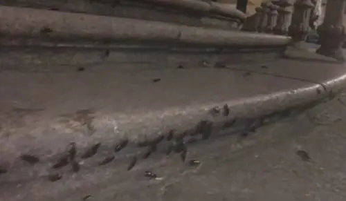 "Da voltastomaco", le blatte invadono Milano: una situazione da brivido