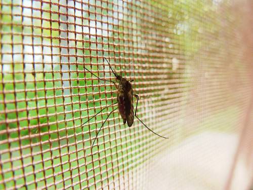 Allarme Dengue in Brasile: cosa consigliano gli esperti per chi rientra in Italia