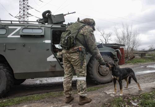 Dai delfini ai cani anticarro: gli animali "arruolati" in guerra dalla Russia