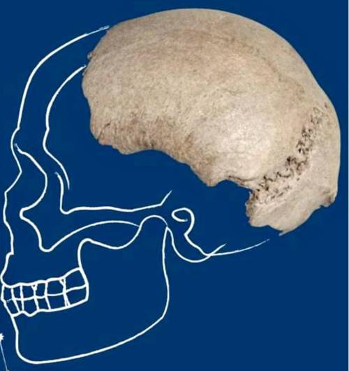 Il cranio di un sapiens nel Po. "Il fiume riscrive la preistoria"