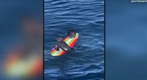 Morsi, graffi e tavole da surf rubate: la lontra che terrorizza la California
