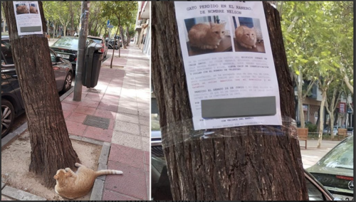 La storia di Nelson, il gatto scomparso e ritrovato sotto la sua foto segnaletica