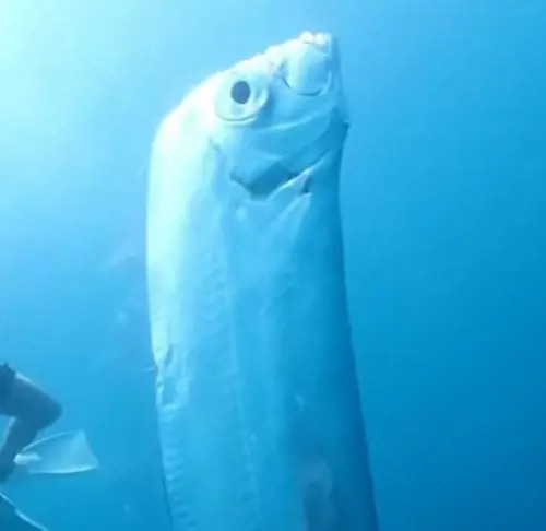 Avvistato pesce remo nelle acque di Taiwan: "Preannuncia terremoti e tsunami"