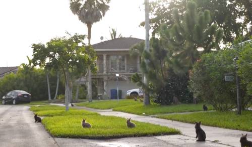 Invasione di conigli in Florida: a centinaia liberi per le strade