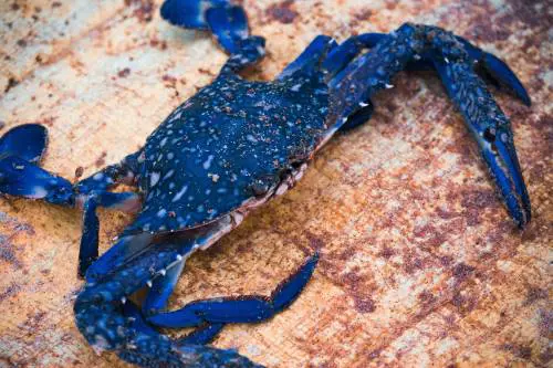 L'invasione dei granchi blu si combatte (anche) a tavola