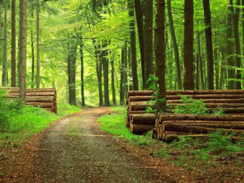 Nasce il Cluster del legno italiano, Feltrin: "Impegno per rafforzare la filiera"
