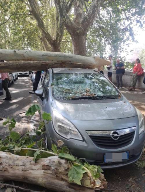 Roma, tragedia sfiorata: crolla un platano, auto danneggiate e due feriti