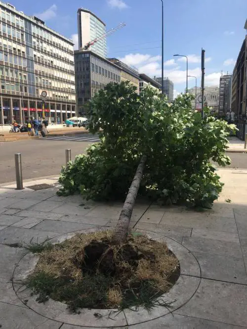 Quel rumore cupo del niente assassino. Negli alberi distrutti la nostra impotenza