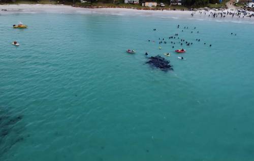 Australia, tragedia delle balene. "Morte dopo essersi spiaggiate"