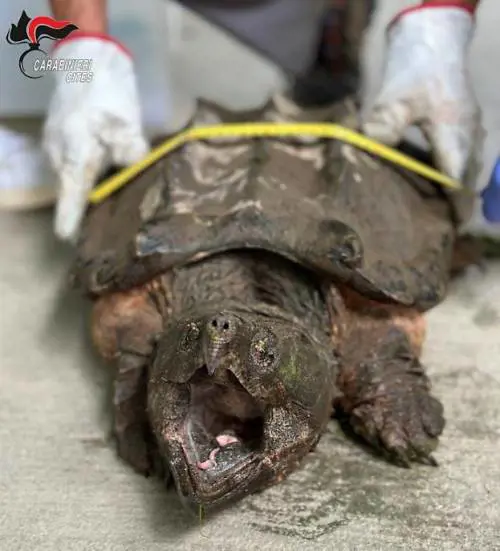 Choc a Torino, trovato esemplare di tartaruga alligatore