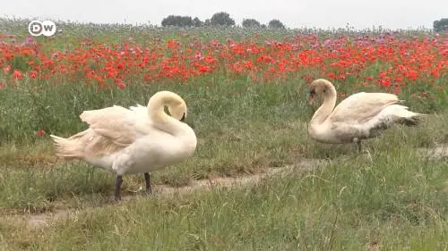 Cigni "oppio-dipendenti": l'invasione che ha mandato in tilt la Slovacchia