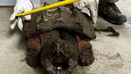 Trovata una tartaruga alligatore nel torrente