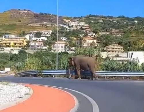 Cosenza, elefante scappa dal circo e passeggia per strada: sorpresa per gli automobilisti