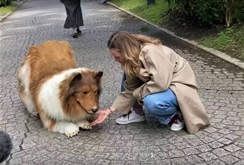 Realizza il sogno di trasformarsi in un cane con 13mila euro: cosa ha fatto lo youtuber