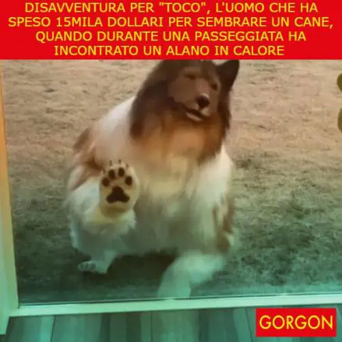 La satira del giorno. Disavventura per Toco