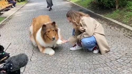 La forza perversa del gender: sentirsi cane e trasformarsi in Lassie